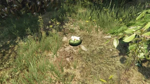Peyote Plants