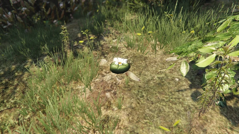 Peyote Plants